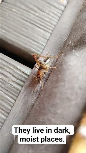 spider cricket , camel cricket identification