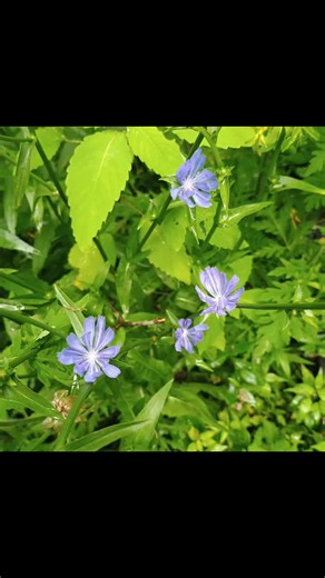 🎶Wildflowers Don't Care Where They Grow 🎶