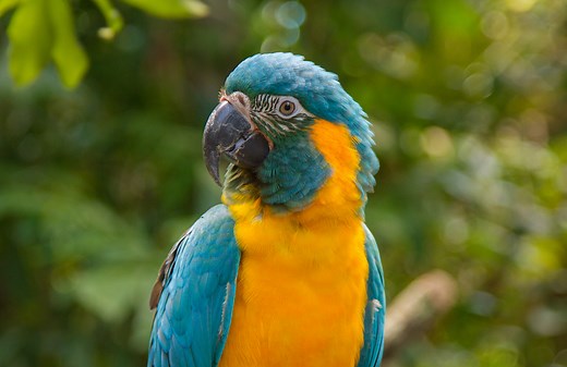 Save the Blue-throated Macaw – Rainforest Trust