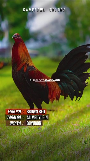 Gamefowl Feather Colors: Exploring Brown Red Varieties
