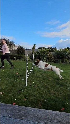 English Springer Spaniel - Home Dog Agility Training 2