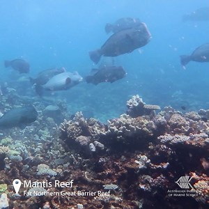 This school of bumphead parrotfish were spotted by our monitoring team on Mantis Reef on the far north of the Great Barrier Reef. Bumphead parrotfish are the world’s largest species of parrotfish, and graze on both living coral and algal covered surfaces on the reef. While grazing, they scrape off some of the limestone structure of the reef, crunching it down and eventually excreting it as sand. You can see this ‘deposit’ as a sandy cloud. Each fish can eat over five tons of reef material each y