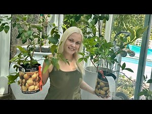 GROWING CITRUS TREES IN CONTAINERS🍋🍊COMPLETE GROWING GUIDE👩‍🌾