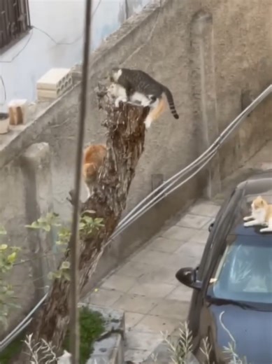 cat mating on the tree 🌲🌴 #kitty #viral #cat #kitten #mating