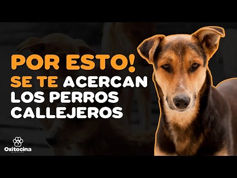 ARE STRAY DOGS FOLLOWING YOU? These are the reasons why.