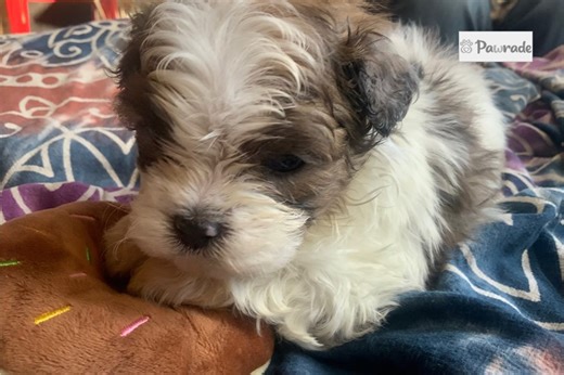 Sage - Shih-Poo Puppy F54B5F