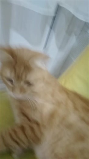 Asdasdasd Asdasdasd TikTok'ta