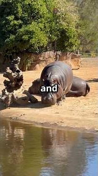 Incredible Hippo Births Caught on Camera!