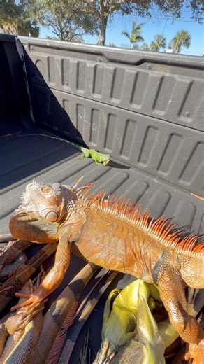 Angry Iguana Fights Back! #angry #iguana #invasivespecies #florida #freeze | Ryan Iz Fishing