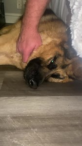 25K views · 7K reactions | “Just like every Champion, I left it all out on the field today! I love my Human so so much, but boy am I one tired dog!” #quasithegreat #dogparkSunday #gsd #tireddogsarehappydogs #Zzzz #tired #goodboy #dogpark | Quasi The Great | Facebook