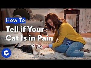 How to Tell If your Cat Is in Pain | Chewtorials