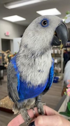Blue Female Eclectus Parrot