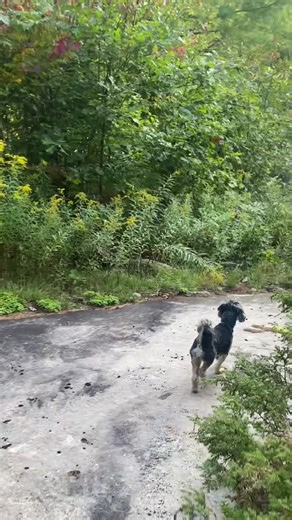 Savouring the last days of summer with my favourite boy 🐾 #dogsoftiktok #havapoo #ontario #september