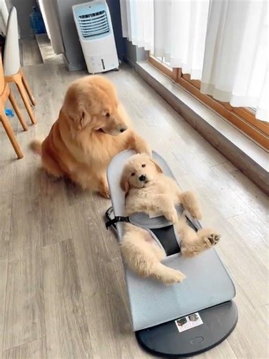 Liking Pet Mother 🐾💛 — The Sweetest Care Moments