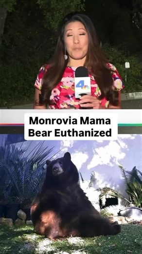 A Monrovia community is mourning after a mama bear was euthanized for attacking a woman over the weekend. Wildlife officials say DNA test results confirmed this was her second attack in the area, deeming her to be a threat to public safety. Neighbors even started an online petition to try and save her. They’re heartbroken because they watched her grow up and wish more could have been done to keep the mama with her babies. #nbcla