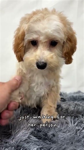 Now available at Central Park Puppies, Biscotti is a Maltipoo