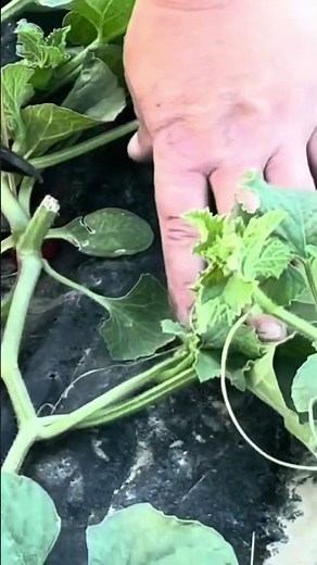 How to prune melons in the vegetable garden 👨‍🌾🤭 #vegetablegarden #gardeningschool #melon