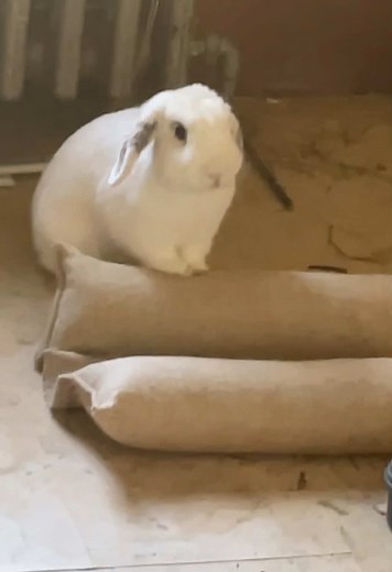 The irritable rabbit is angry.#bunny #rabbits #cute #usa🇺🇸 #fyp #😂😂😂