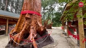 Cây Cảnh Hạ Long on Reels