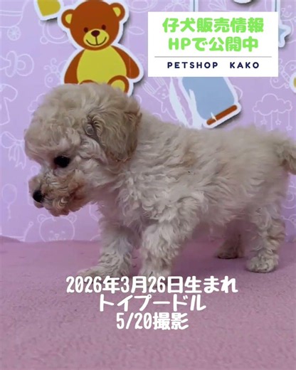 2026年3月26日生まれのトイプードル。生後55 日(5月20日撮影)#子犬 #トイプードル #仔犬 #ブリーダー #自家繁殖 #カコ #東京 #町田