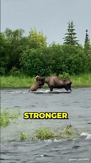Bear vs Moose ... Epic battle. .