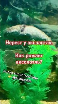 How does the axolotl reproduce? Axolotl spawning. #axolotl #axolotleggs #axolotleggs