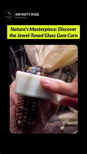 Looks like gemstones, grows like corn — nature’s masterpiece! 🌽🌟
