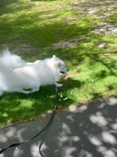 Our Japanese Spitz Kevin is just a happy happy happy guy 😆 #japanesespitz #happydog