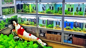 Cory and Chris Lukhaup visit one of the best shrimp breeders in Germany to learn his secrets for breeding award-winning Caridina bee shrimp with minimal effort. Learn about his favorite substrate, filter, feeding schedule, and water change routine. Also, check out all the amazing varieties he raises — such as boa, fishbone, skunk, spotted red head, and red devil shrimp. #AquariumCoop | Aquarium Co-Op