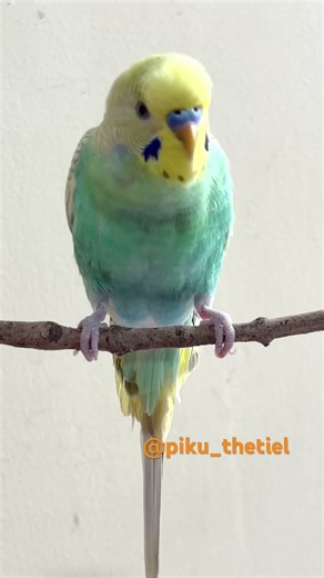 Happy budgies sound, chirping #budgies #birds #birdsounds #birdwatching