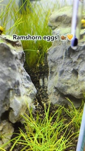 Ramshorn Snail Babies Spotted! #ramshornsnails #snailbabies #snaileggs #aquariumsnails