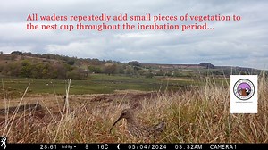 Day 3 Real Springwatch 2024 The curlew is an iconic moorland bird, those that are lucky enough to have moorland near to them (even better if its managed with a grouse shooting interest - simply because fledging rates are higher with targeted predator control), often use the curlew's bubbling call to herald the end of winter and the transition into spring, when they return to breed in mid March. Curlew have always been a moorland breeding bird, and comments from those, often opposed to shooting, 