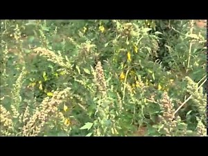 MANOJ UPADHYAYA (QUINOA CULTIVATION)