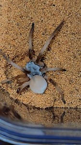 Checkout my desert Huntsman digging it's burrow #animals #gianthuntsman #spider | Spider Facts