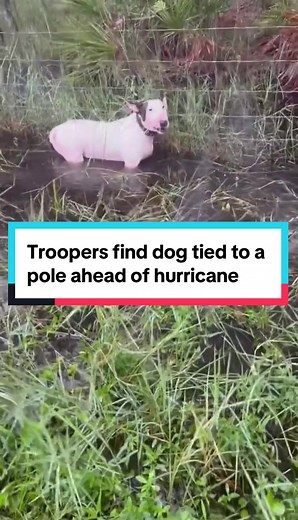 Florida State Troopers Rescue Dog Tied to Pole in Tampa Before Hurricane Milton