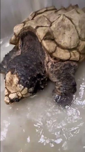 Mutant Skeleton Alligator Snapping Turtle 💀#TurtleCare #AlligatorSnappingTurtle #PetTurtle