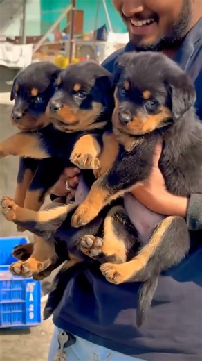 Rottweiler booking available 🐶 Call 8810623046 🐾 Strong guard family dog @petpaddle.official Join YT