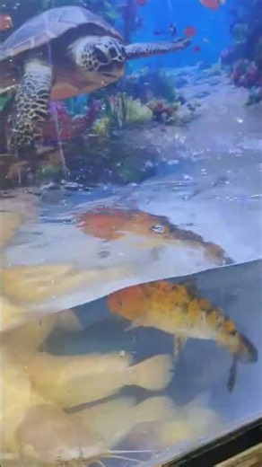 Refilling Our Aquarium water