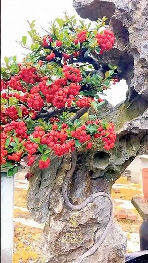Can You Really Grow a Mini Kumquat Tree Bonsai With REAL Fruit in Just a Few Months? #bonsaitree