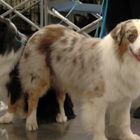Wisconsin Dog Fair features more than 100 breeds at the Alliant Energy Center