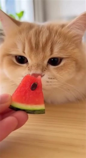 Cute Cat Eating Watermelon 😻🍉#cat #watermelon #cuteanimals