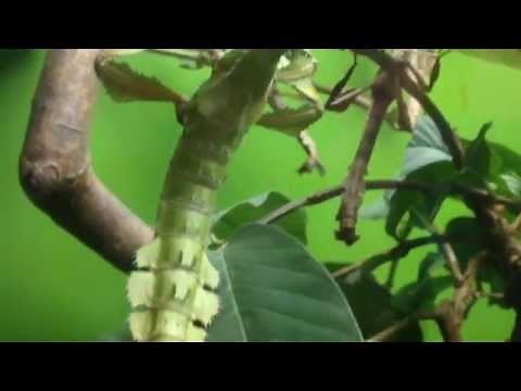 Le camouflage dans la nature - les phasmes