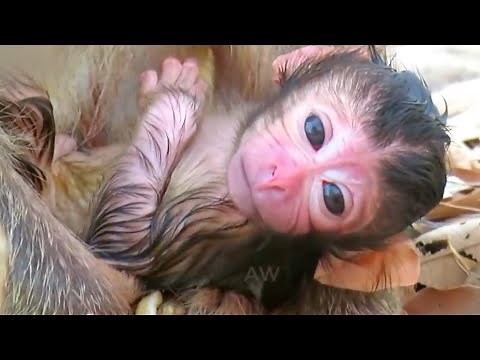 Top Monkey Moments Of Newborn Baby Monkeys That Capture Pure Love, Adorable Wildlife