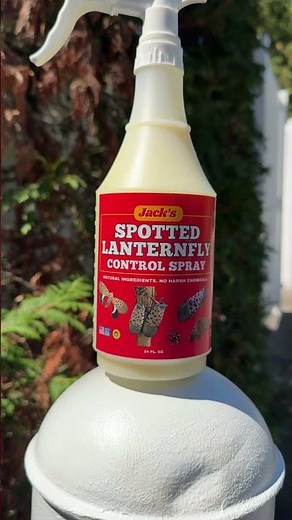How to Kill Spotted Lanternflies FAST 🪰 (Natural Bug Spray That Works)