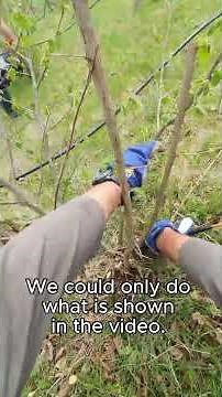 A story from a critical hazelnut plantation
