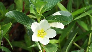 Water primrose (Malcha, Malsi, Panidoga, Diohenchi, Keshordam, Creeping, Ludwigia adscendens) flower on the tree. Uses in traditional medicine as antiseptic and used as a poultice in ulcers