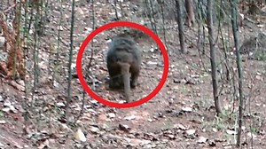 ‘Very close’ to proving Tassie tigers exist