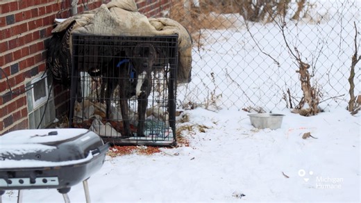 14K views · 31 reactions | Michigan Humane on Reels | Facebook