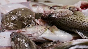 Video. Il paradosso del merluzzo: vietare la pesca... per salvare la pesca