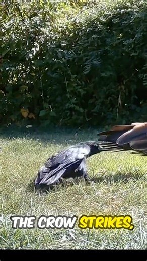 Crow outsmarts 2 Ravens 🧠😱 #shorts #trending #animalshorts